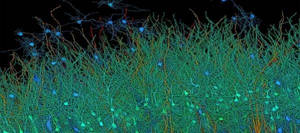 Полное сканирование 1 кубического миллиметра мозговой ткани заняло 1,4 петабайта данных, что сопоставимо с 14 000 фильмов в 4K