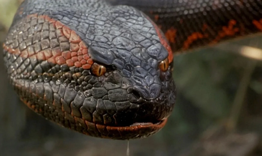 Джек Блэк и Пол Радд назвали премьерное окно перезапуска хоррора «Анаконда»